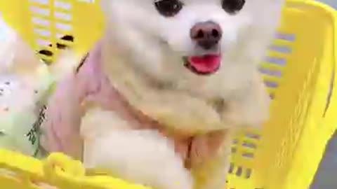 lovely white dog