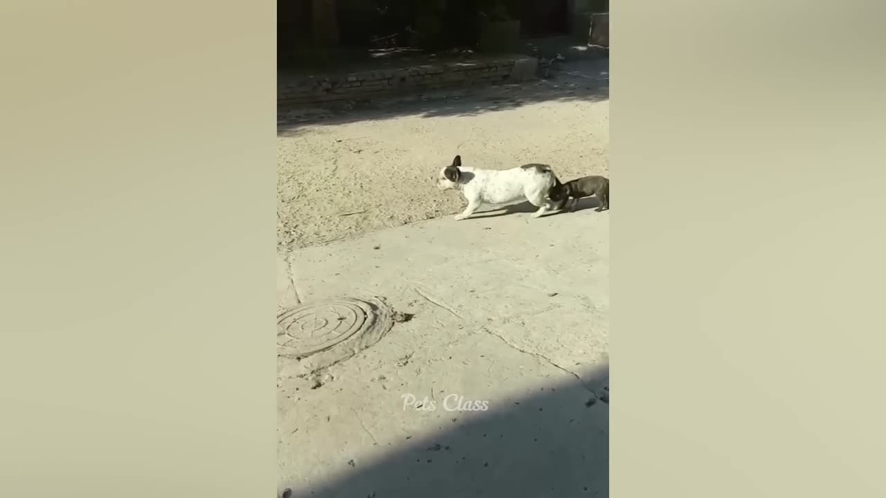 Funny ANIMALS video (10)