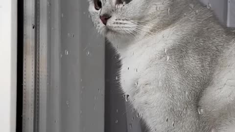Sad Cat Without Her Own (1080P FHD) Clip
