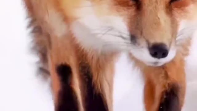 Red fox