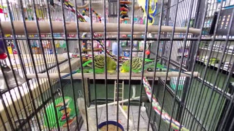 PET SUPERMARKET with PARAKEET FRIENDS
