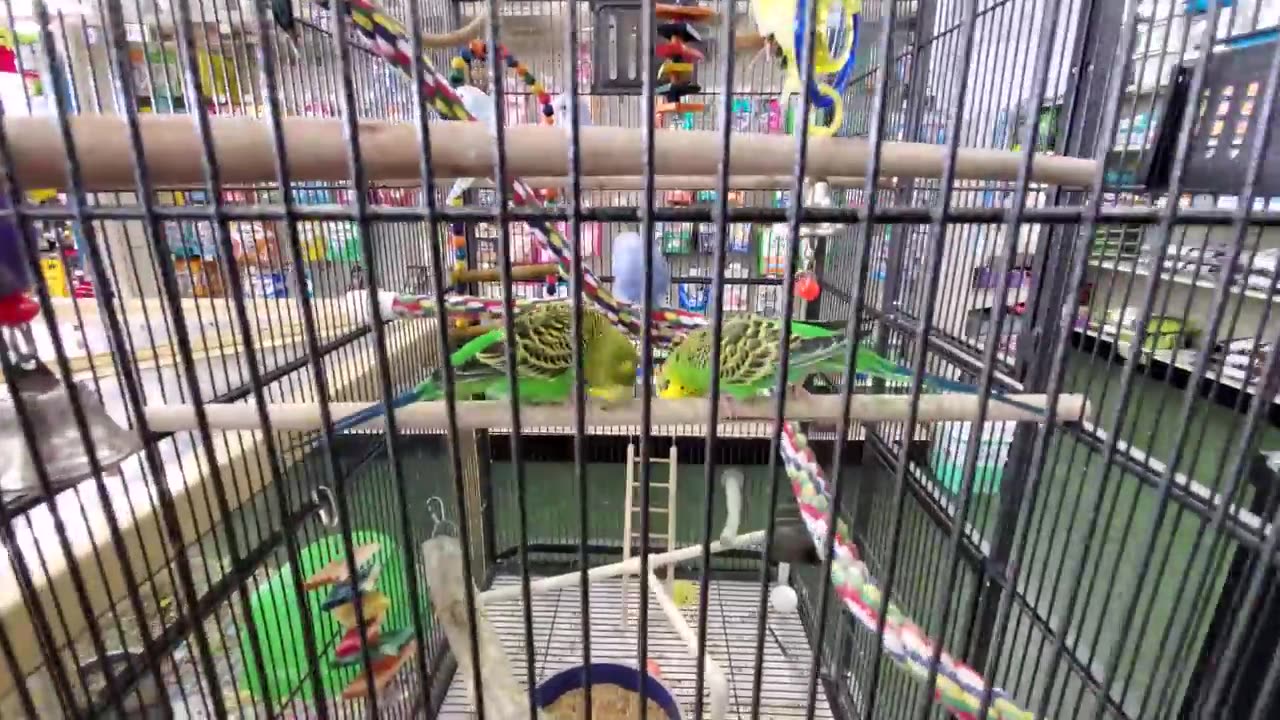 PET SUPERMARKET with PARAKEET FRIENDS