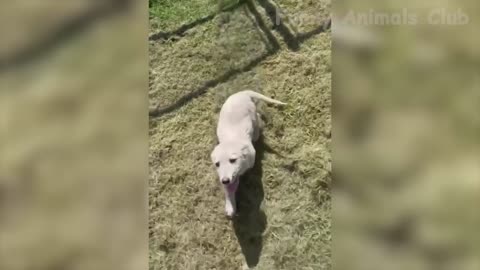 funny video about animals