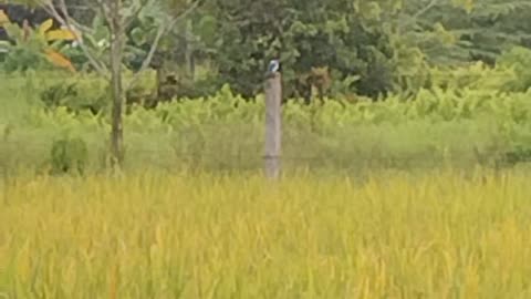 Blue winged with white chest long bird