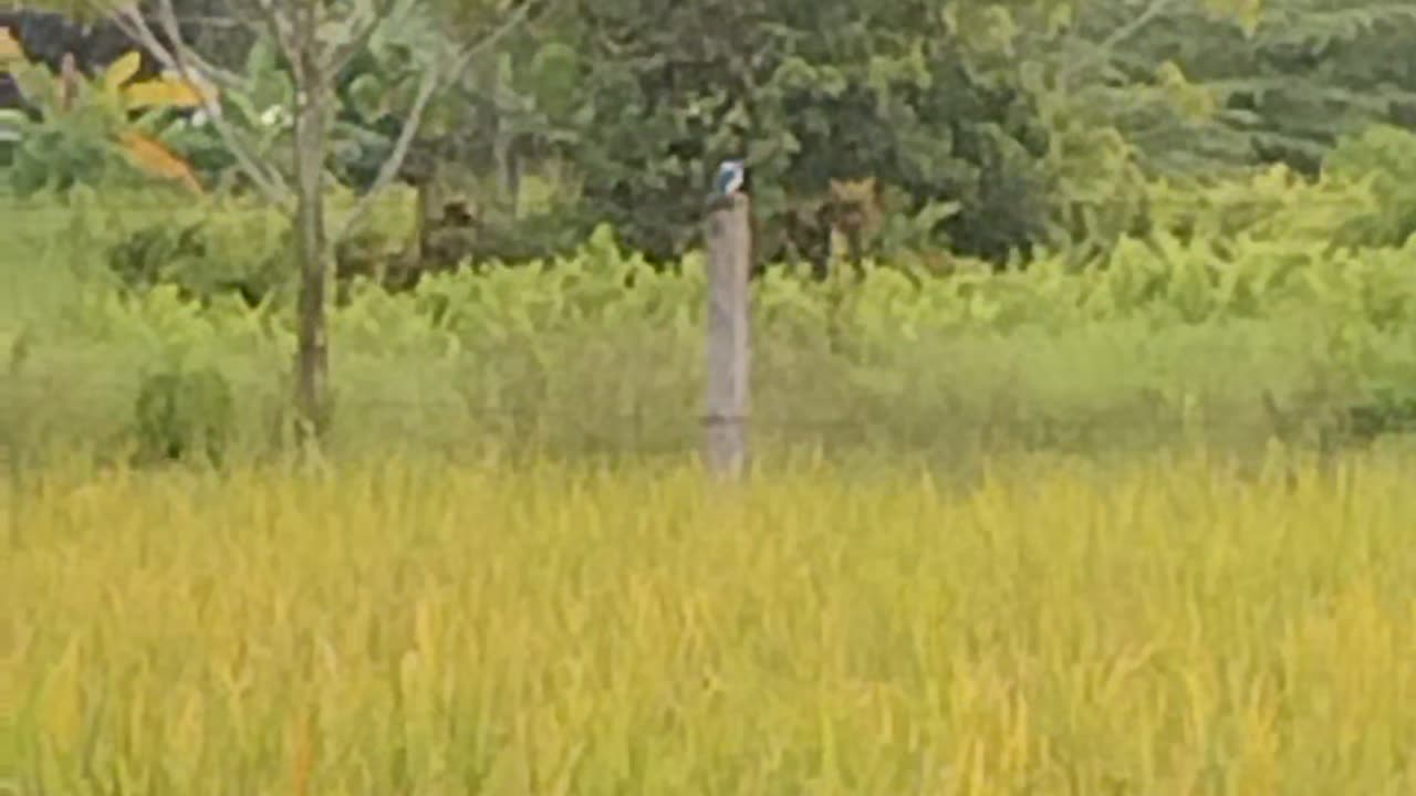 Blue winged with white chest long bird