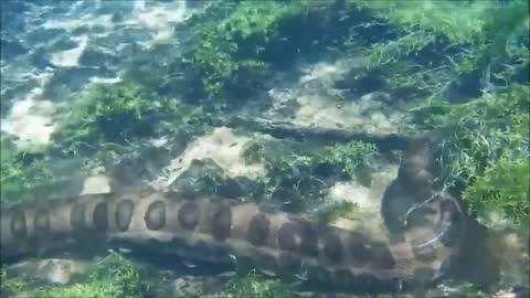 During a swim in the river, a frightening surprise, an anaconda almost ate us!!