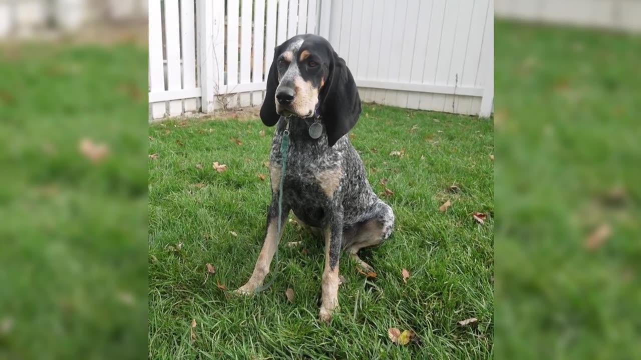 -- Dogs With The Biggest Ears - TOP 10 Dog Breeds With The Biggest Ears In )