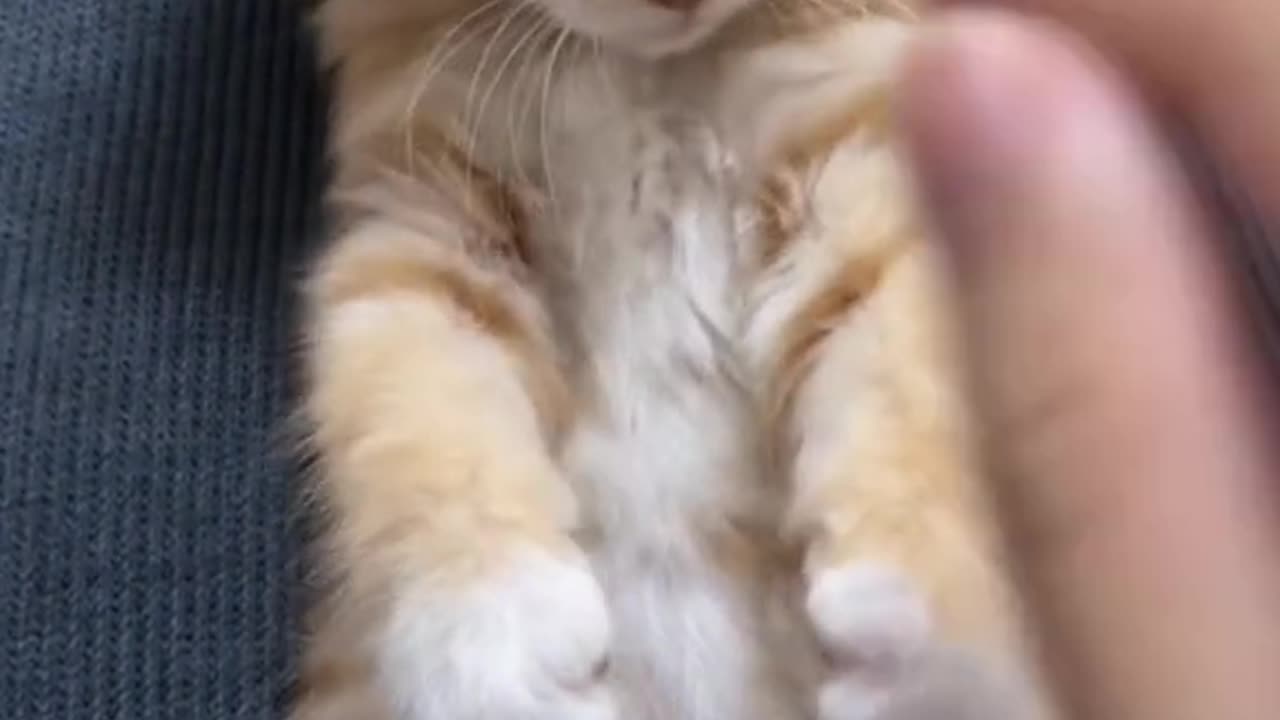 "Purrfectly Adorable: The Meow-mazing Cat Chronicles"