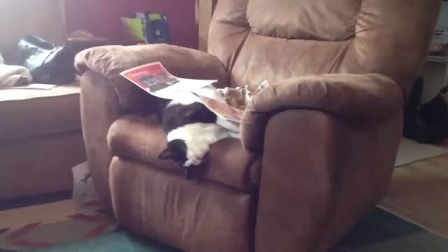 This Cat Is Not Waking Up Even When Newspaper Is Thrown On Face