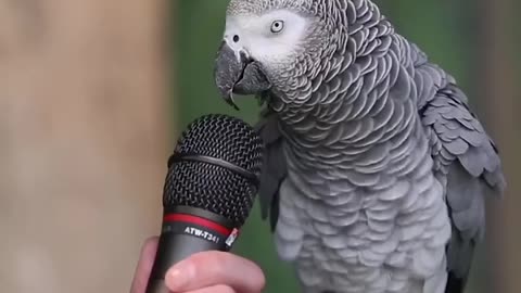 Talking parrots