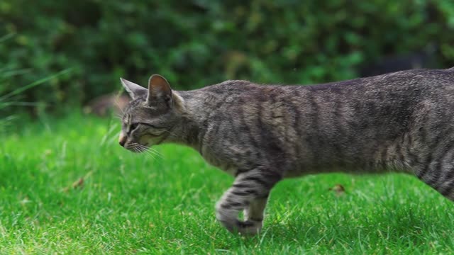 Cat Running on the Grass