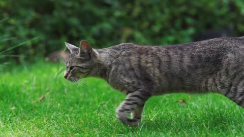 Cat Running on the Grass