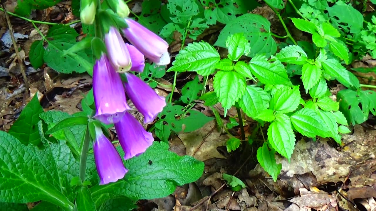 Foxgloves