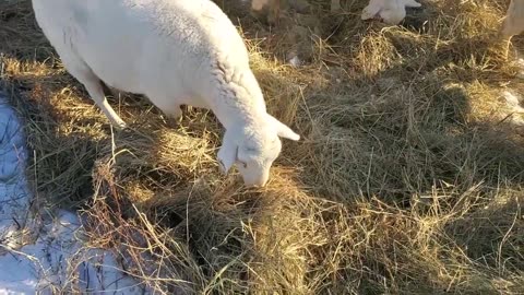 More Winter Feeding - Dealing with a Rebel Ewe