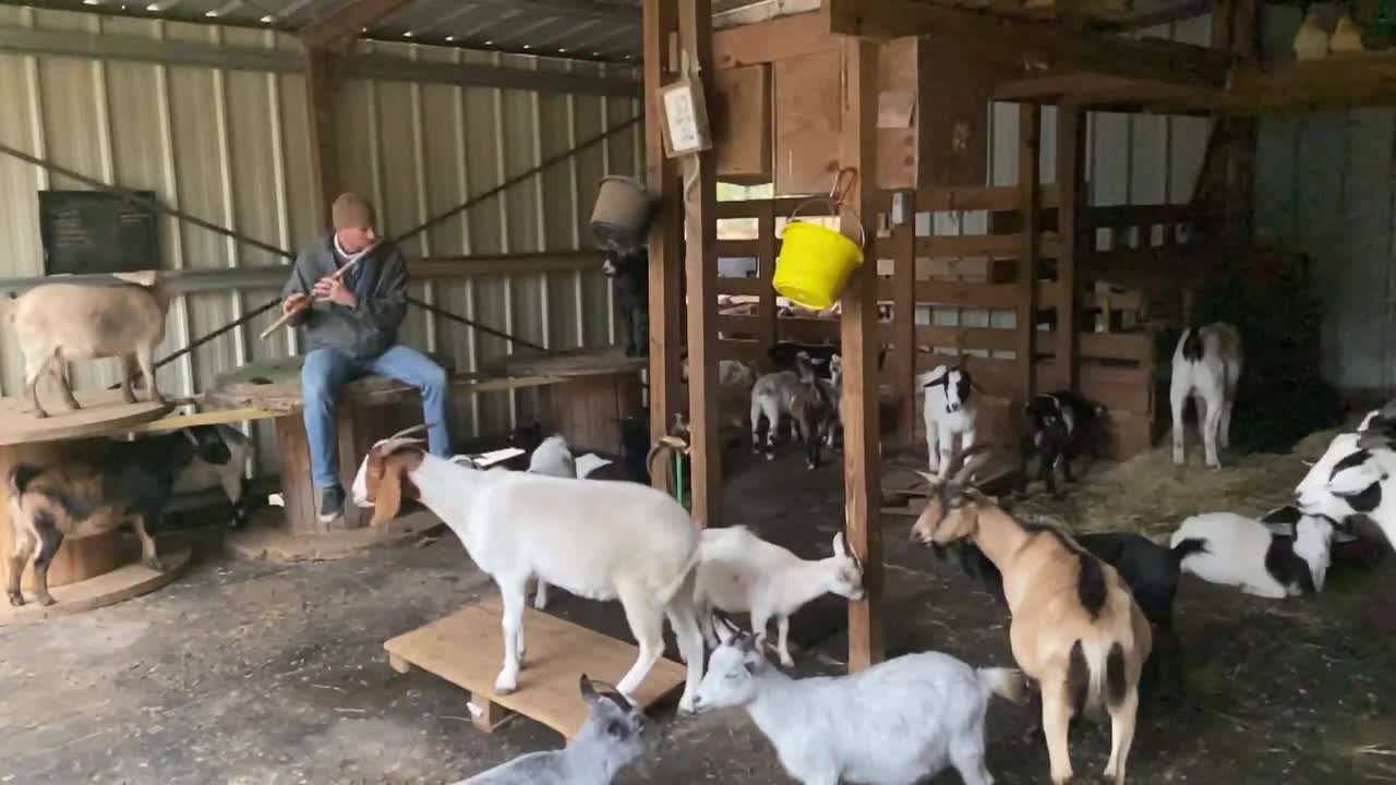 Mateo Monk - Serenading Goats On The Bansuri