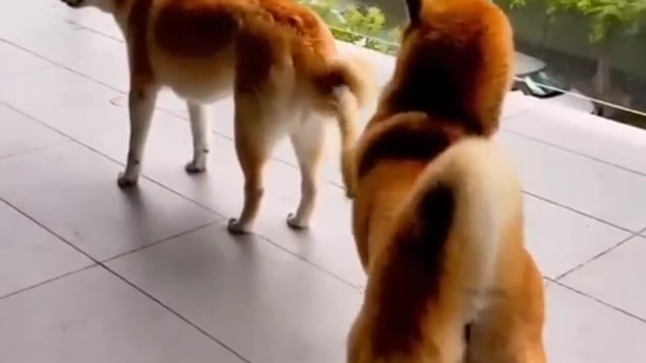 Dogs and cat very funny video