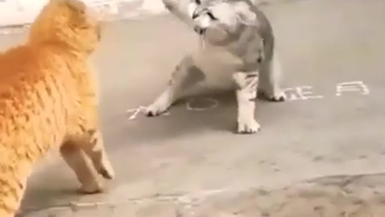 🐈 Funny cat videos /cat fight 😀