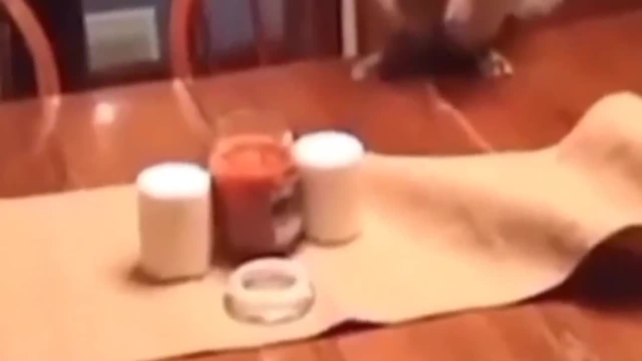 The way she puts out the candle but got scared of smoke #catfunnyvideo