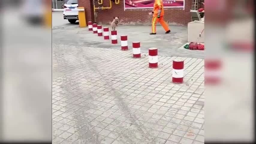 Best talent - cute and funny animal videos compilation Aww animals ๐งก๐งก๐๐