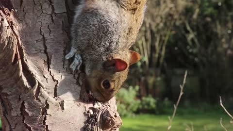Squirrel eating on the tree