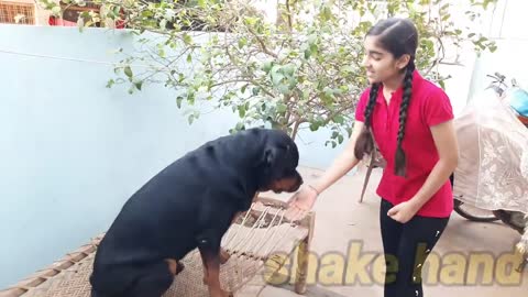 dog showing all training
