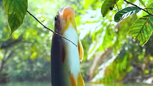 Elegant fish leap out of the water