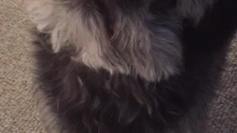 Adorable dog cries because he's going to the pet store