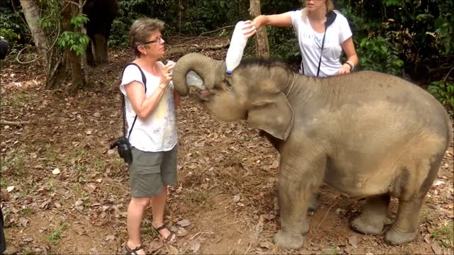 Feeding one hungry little baby elephant, Bona