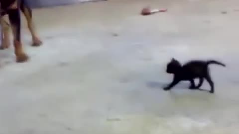 Brave Kitten Stands Up to Dog