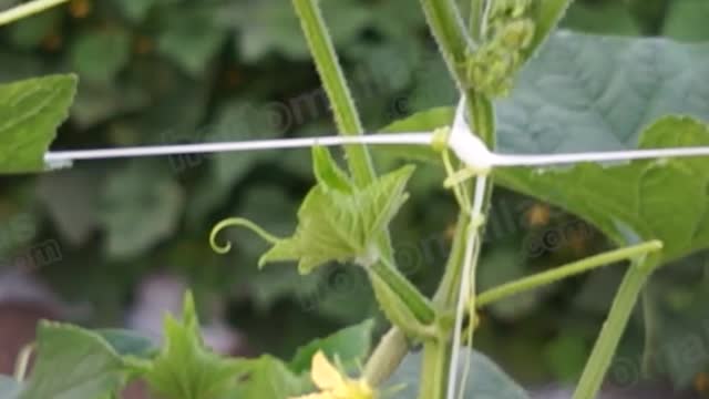 HORTOMALLAS trellis mesh for cucumber cultivation