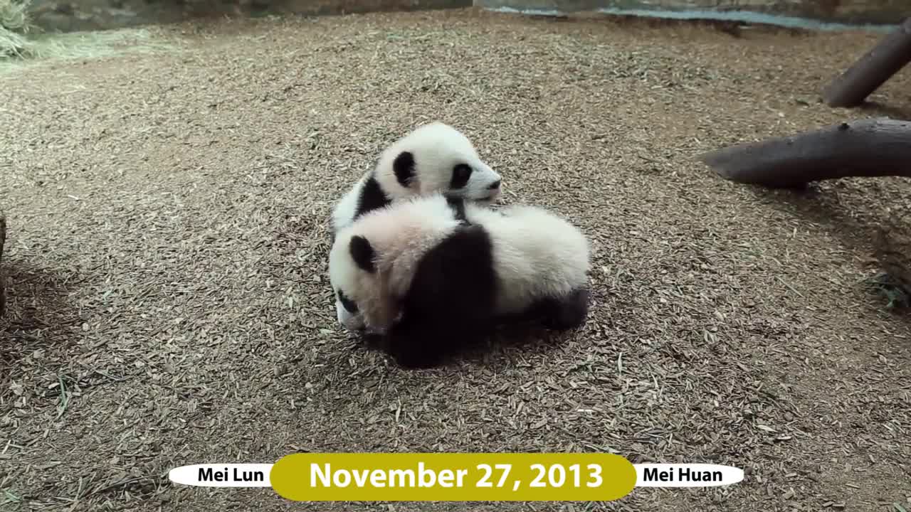 Mei Lun and Mei Huan - Over 3 Years at Zoo Atlanta