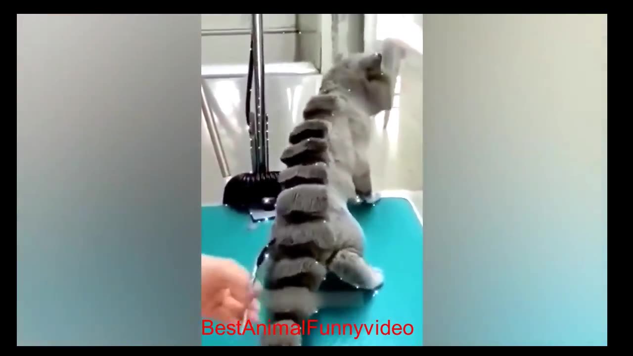 #BestAnimalFunnyvideo cat 🥰 #cute #rumbleshorts #funny #cat #cats #comedy #share #india #funnyvideo