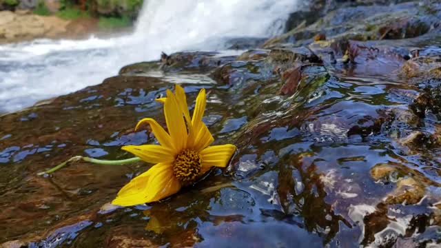 Yellow flower