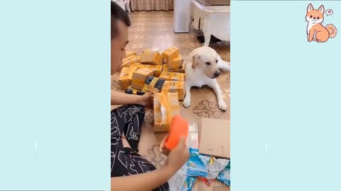 You will laugh at all the DOGS 🤣 Funny DOG Videos 😂🐶