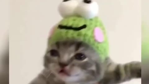 Baby Cats - Cute and Funny Baby Cat Videos Compilation
