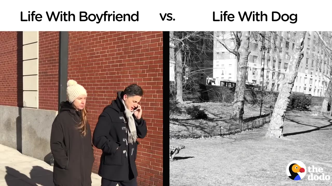 Life With Boyfriend vs. Life With Dog | The Dodo