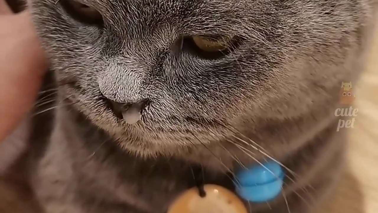 Funny cat _cat _cats _cute _funny