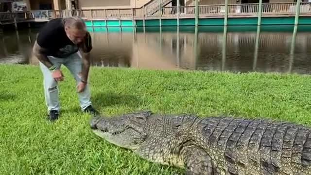 Feeding Lyle the giant Nile crocodile 🐊 don’t try this at home 🚫