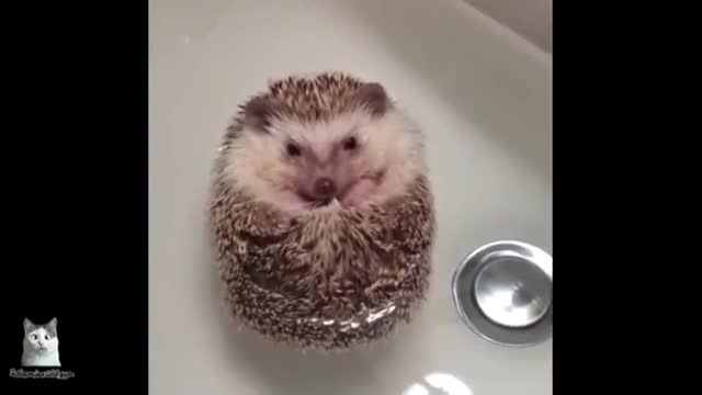 The relaxing hedgehog pondered floating over the water