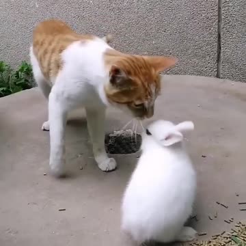 So Cute animals viral videos😍😍😍