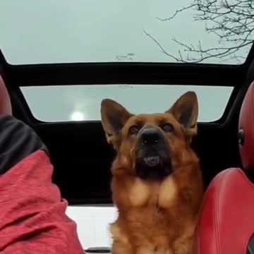 Dog proves he's a good listener with his "head tilts"