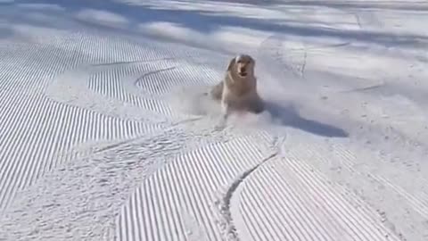 Dog enjoying snow slide 😍