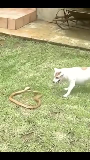 Dogs fight cobra in epic battle