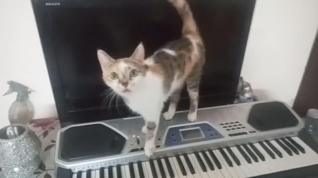 Cat on piano