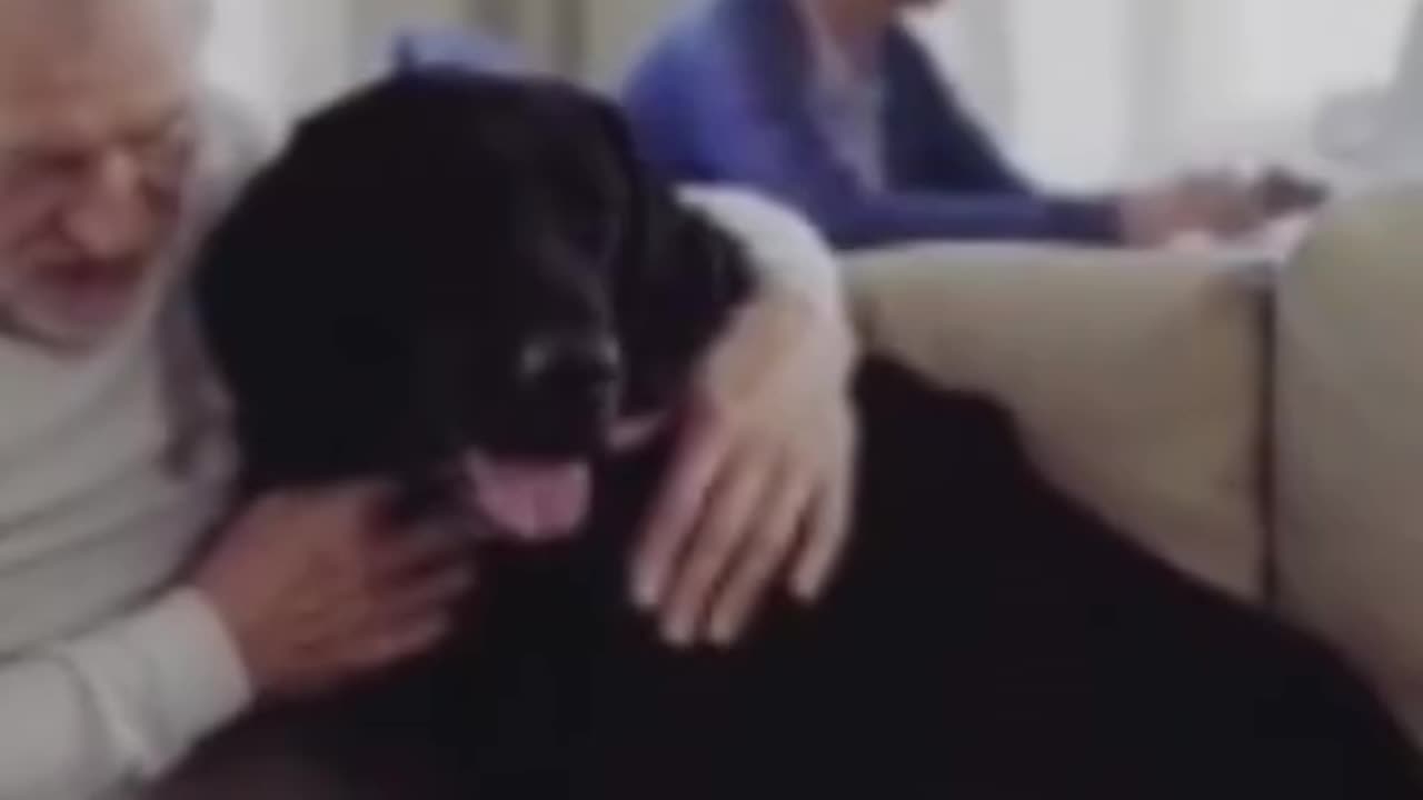 Why do dogs love human?