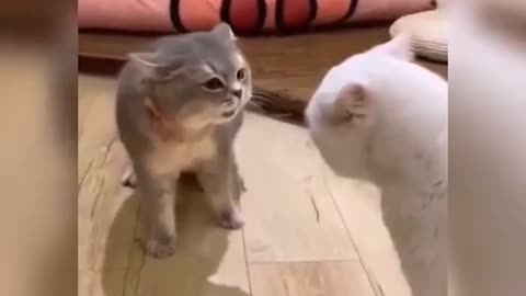 Cat VS Cat | Two Cats Fighting I Funny Cat Videos