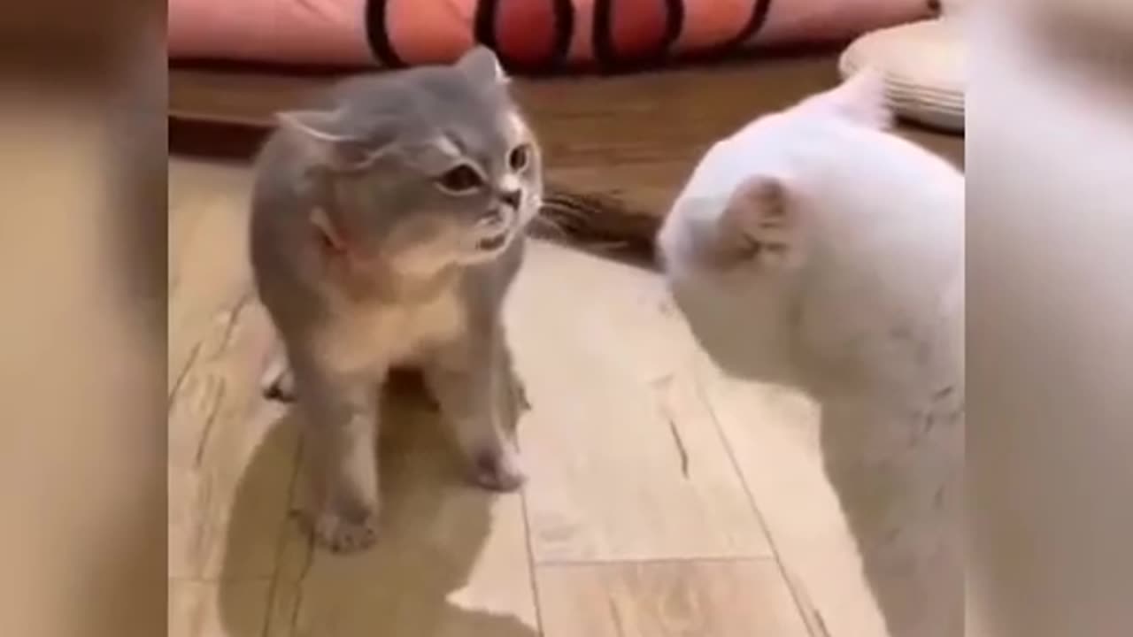 Cat VS Cat | Two Cats Fighting I Funny Cat Videos