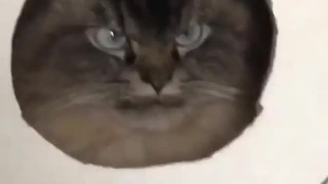 Turn my cat into a rabbit