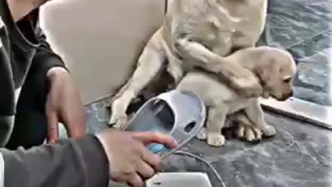Animals also have feelings respect