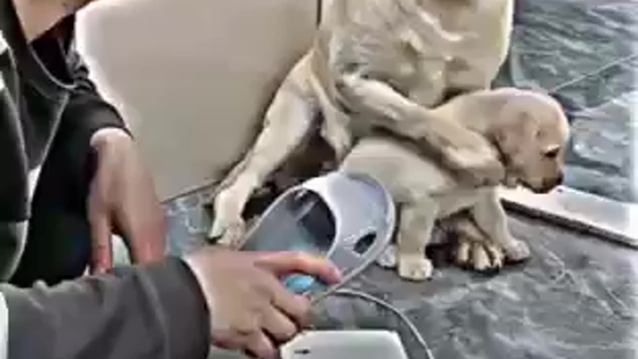 Animals also have feelings respect